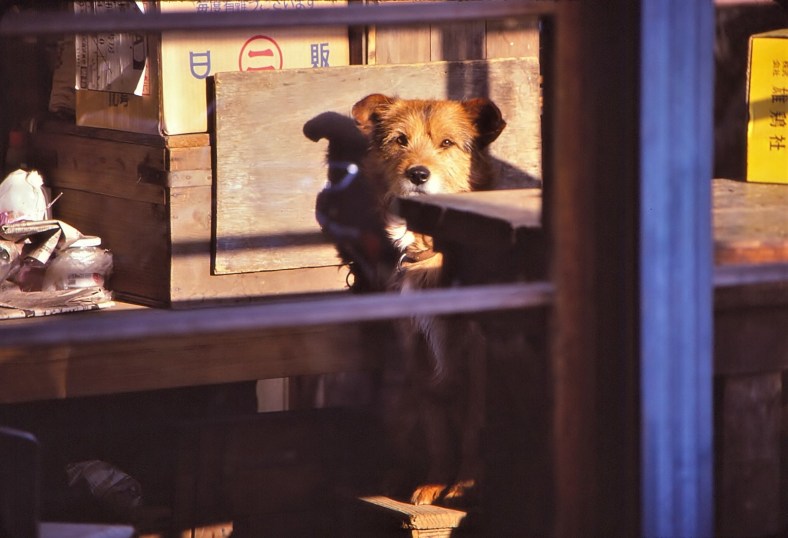 20464405042_dc5087757e_o