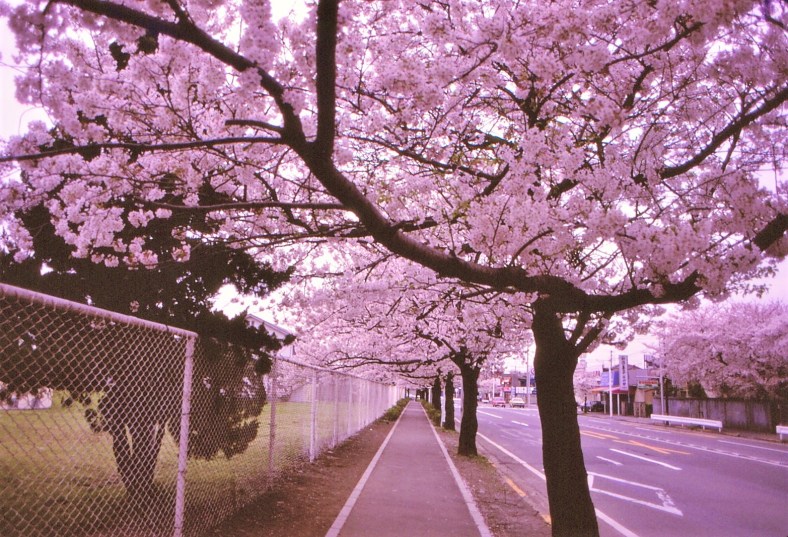 20354188489_fd0e7856e0_o-1