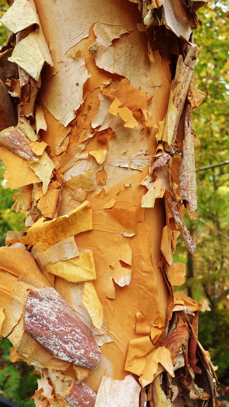 15250607384_30bd62b6dd_o