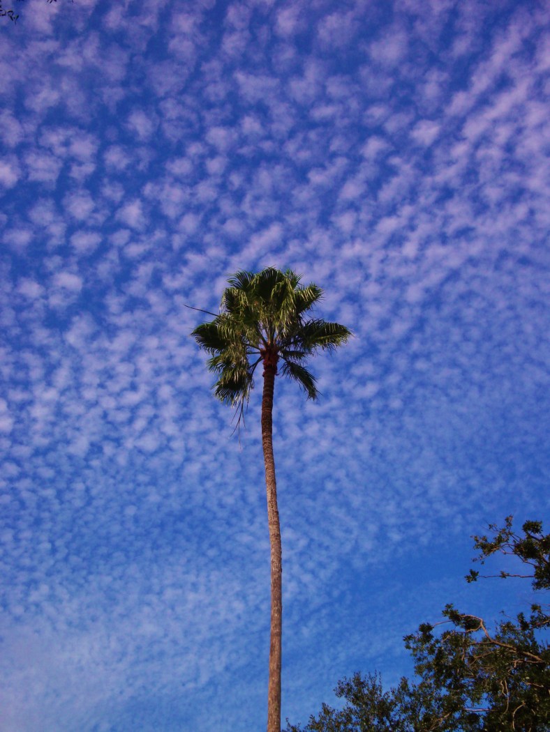 15464137742_d51180f256_o