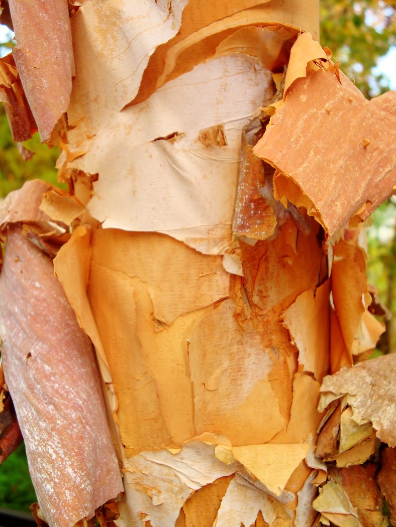 15844768726_9a4d15dc2f_o