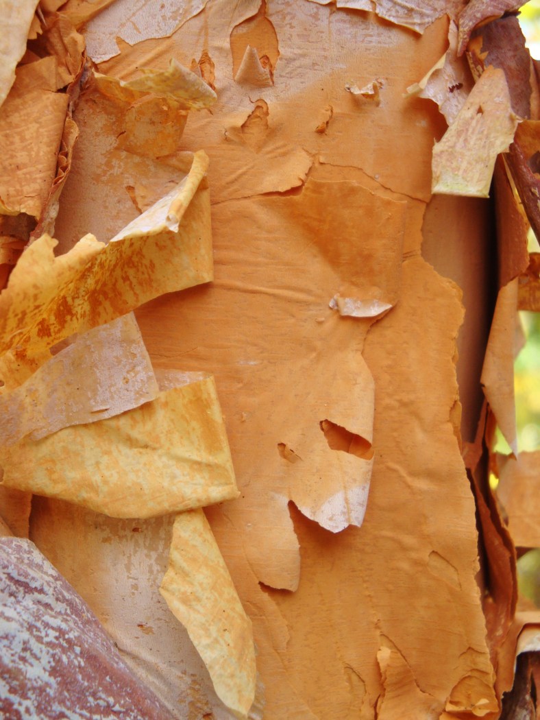 15869353852_882ed3c0f7_o