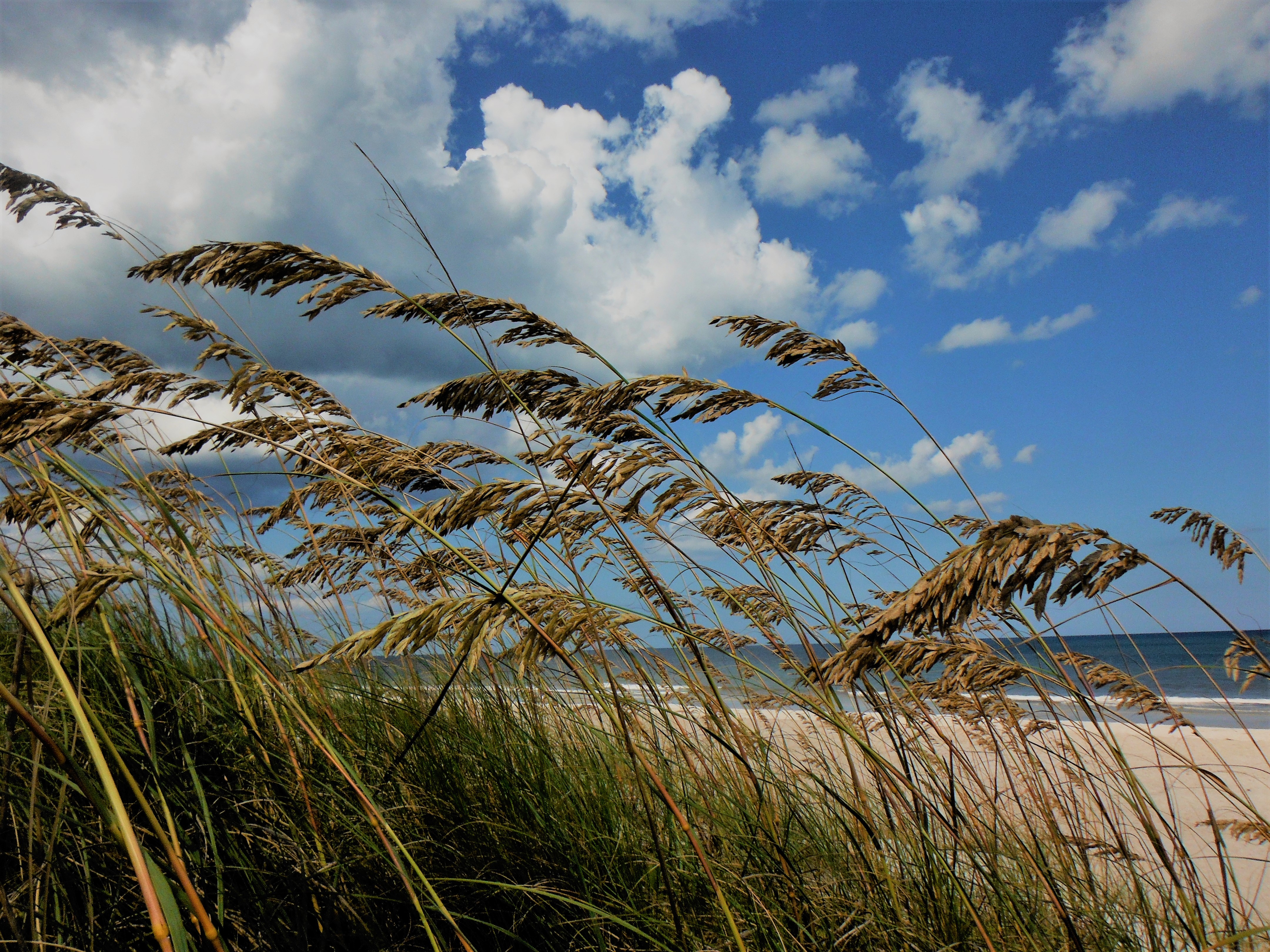 31639073483_3891944971_o