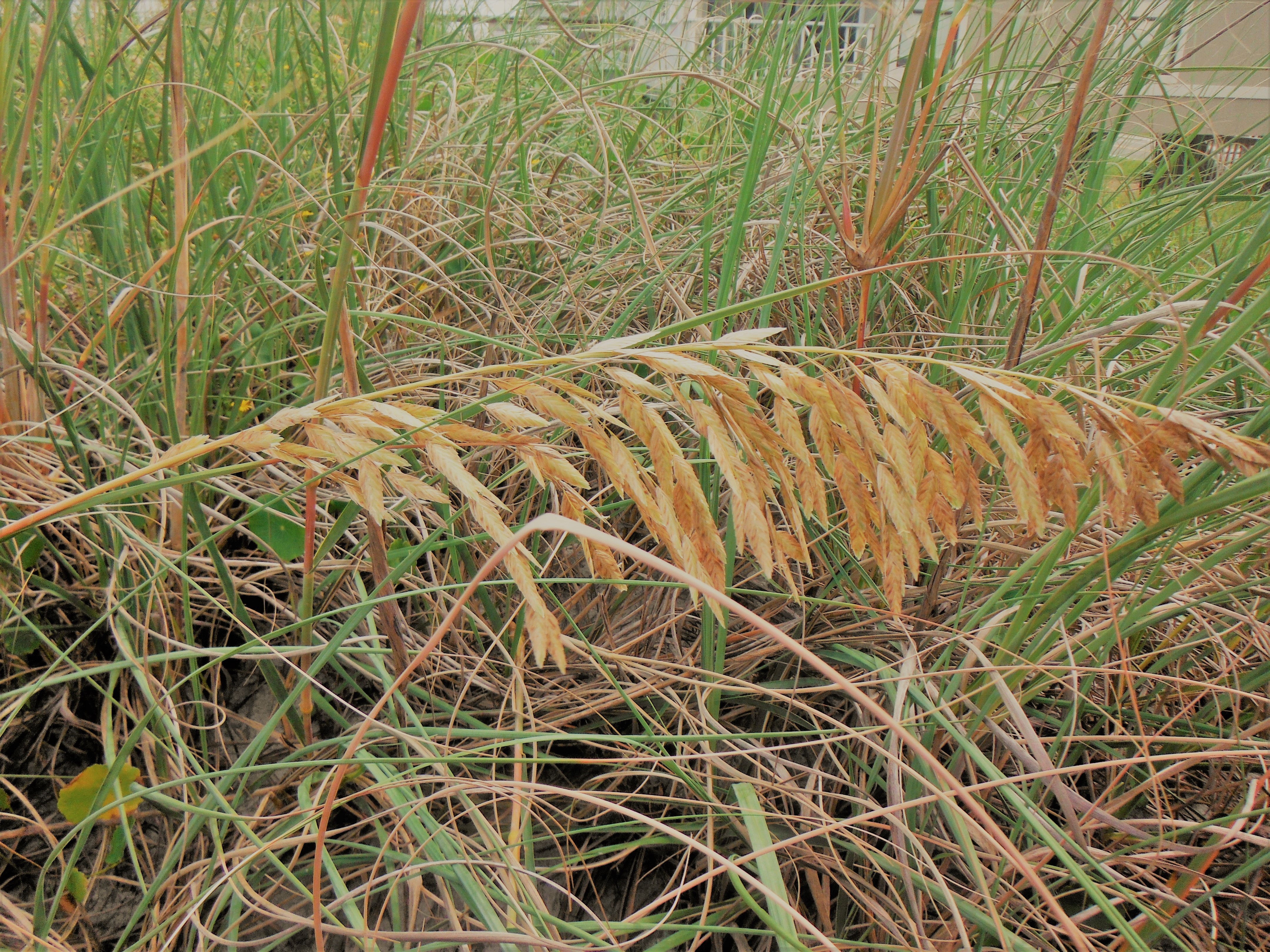 32072625510_167e69dfee_o