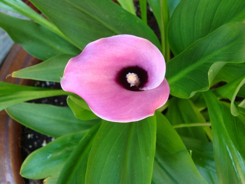 15329274533_b0a69cf94b_o