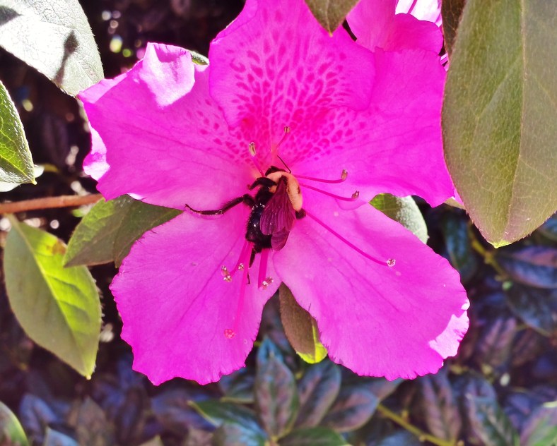 16849730145_2053853cd6_o