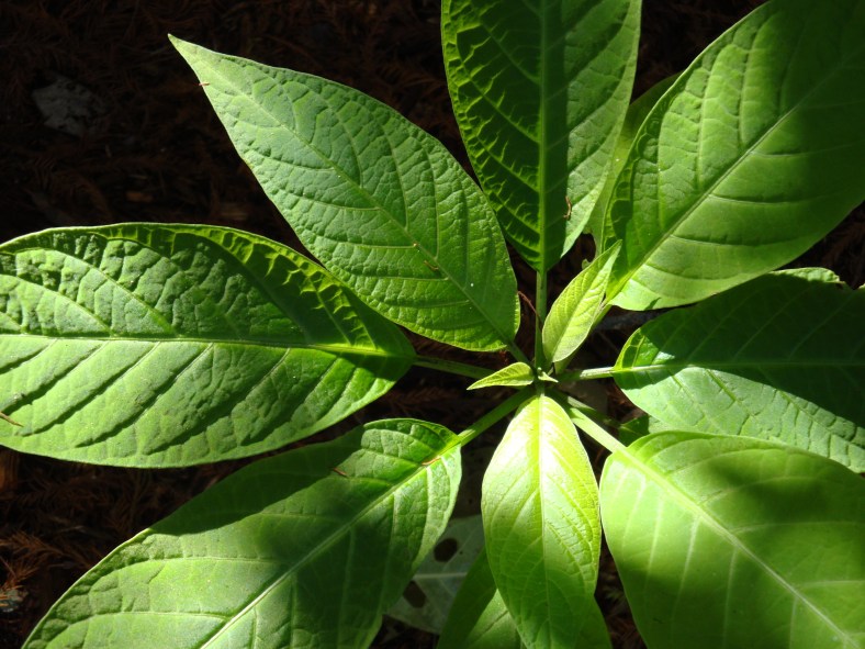 23691886672_317745aff9_o