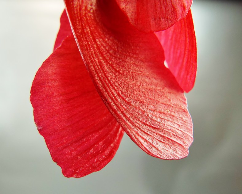 24855696904_e090deec1b_o