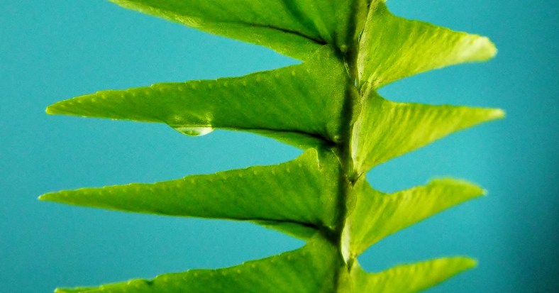 25857377396_0bca0238b5_o