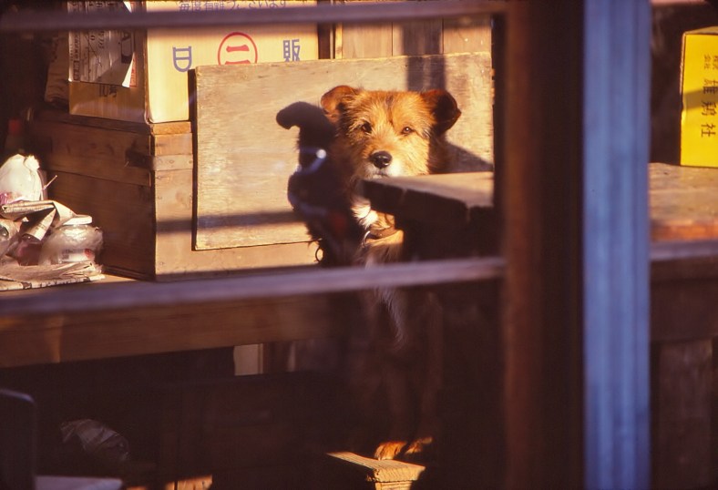 20464405042_dc5087757e_o (1)