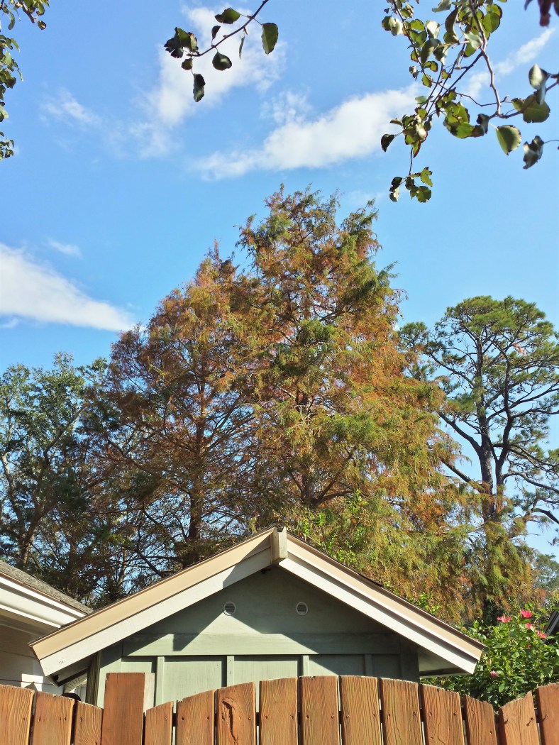 20170928_161231_Richtone(HDR)