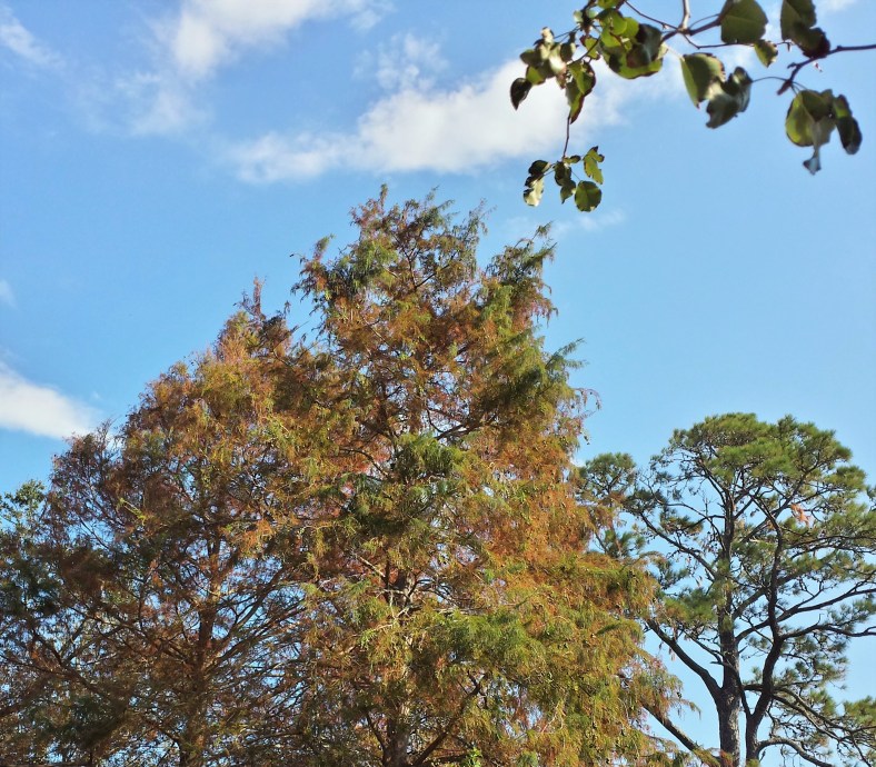 20170928_161244_Richtone(HDR)