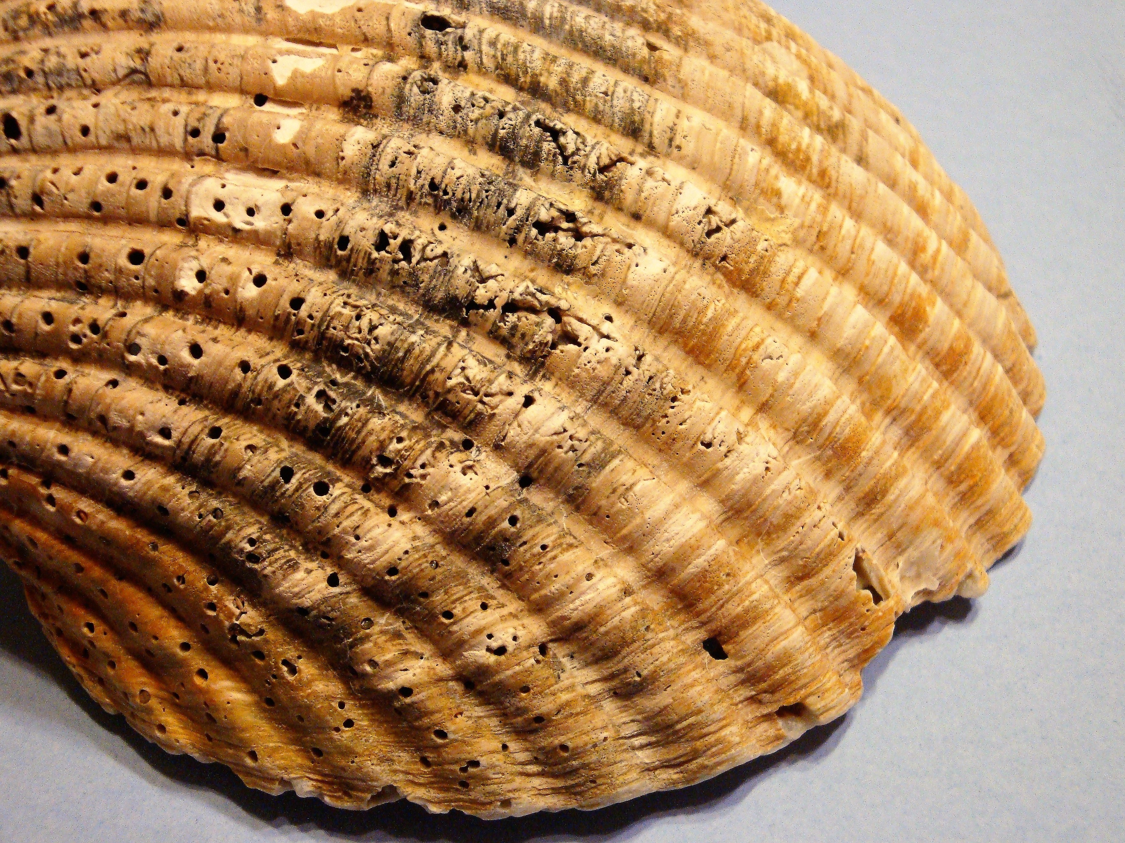 Shell Layed Weekly Photo Challenge – Layered | Chasing Classic Cameras with Chris