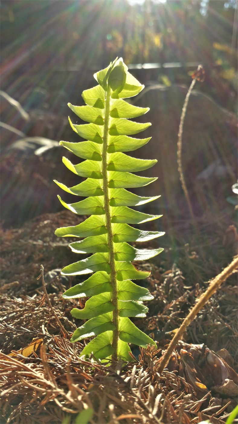 20140116_082526_Richtone(HDR)