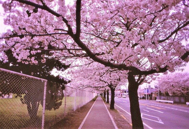 20354188489_fd0e7856e0_o (1)