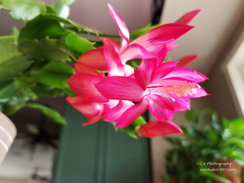 20181202_105608 logo