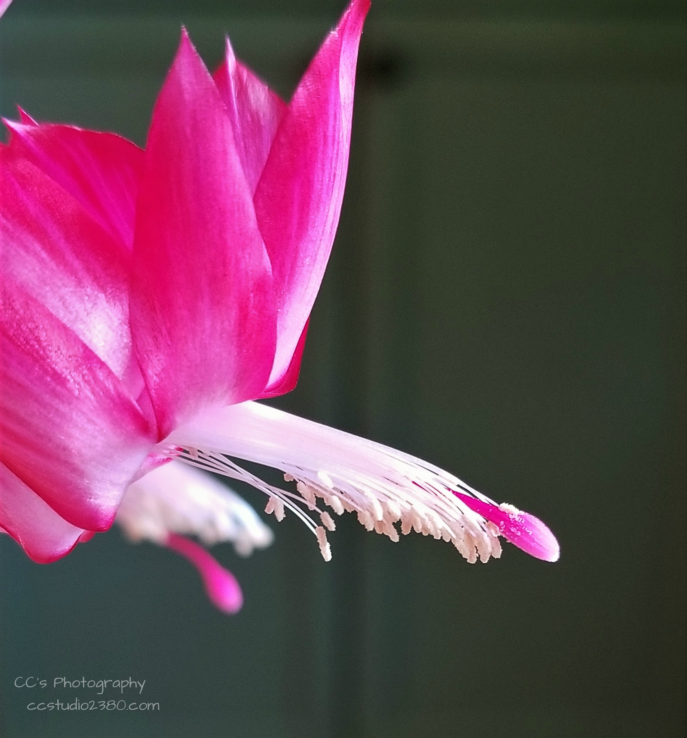 20181204_144712 logo