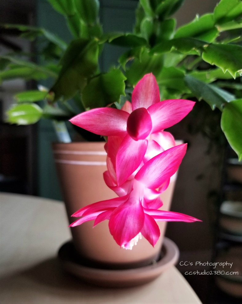 32279425418_4d1aa3a45b_o