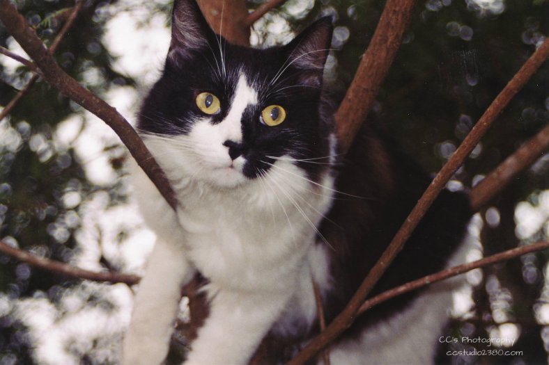 43805917350_52c5300a1d_o