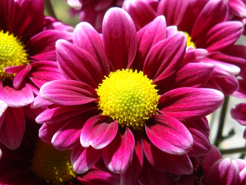 15372866636_69f93c9e8b_o