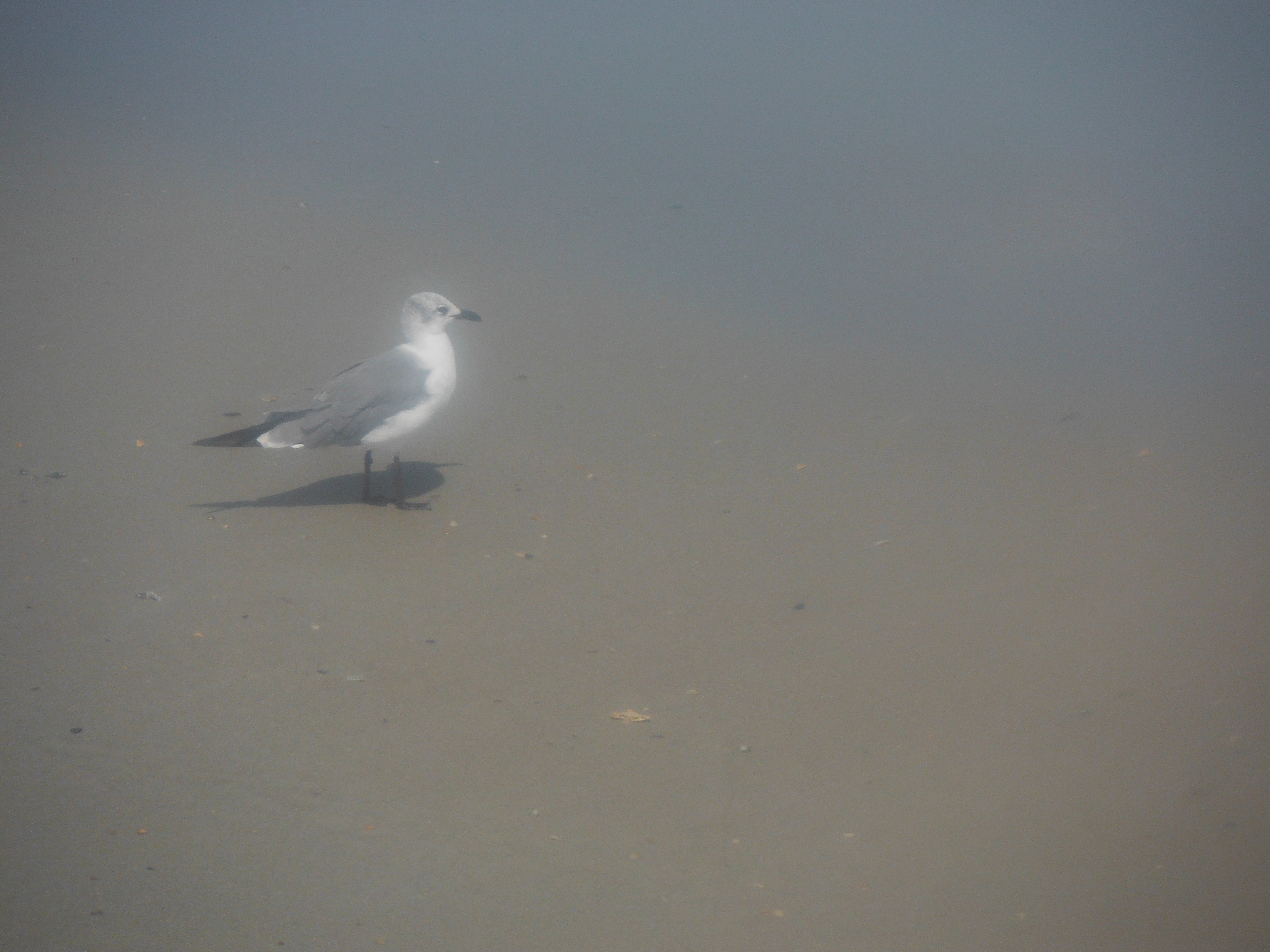 ghost gull