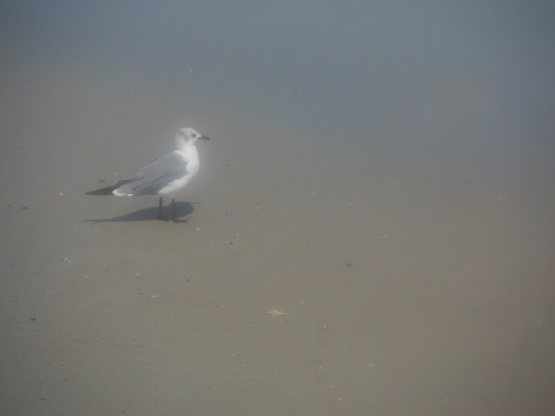 ghost gull